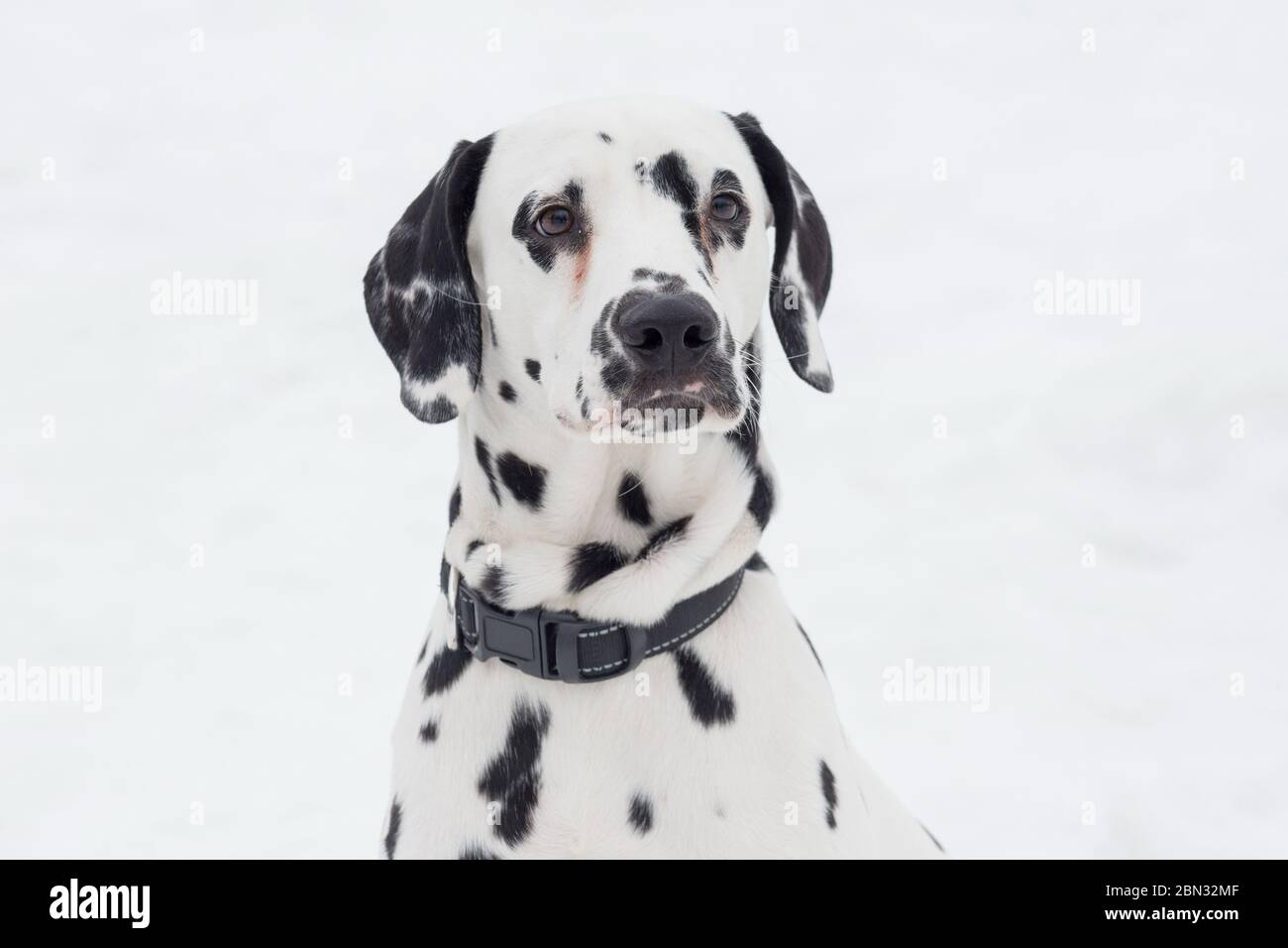 Niedlicher dalmatiner Welpe schaut in die Kamera. Haustiere. Reinrassigen Hund. Stockfoto