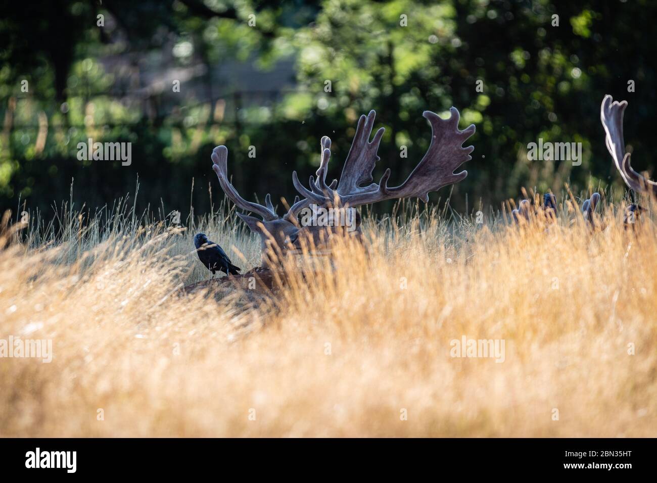 Ein Vogel, der auf einem Damhirsch inmitten einer Wiese sitzt Stockfoto