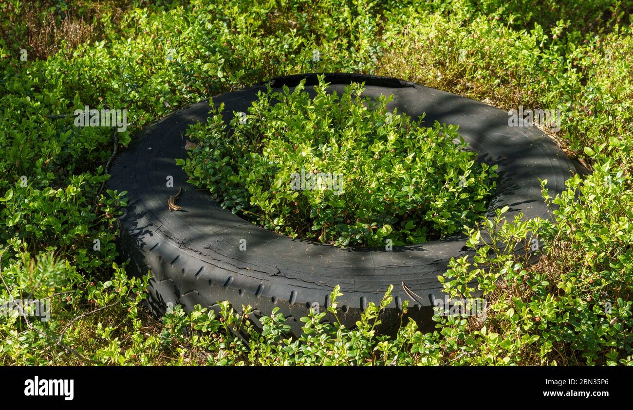 Alte weggeworfene Autoreifen, die auf dem Boden im Wald und Heidelbeerpflanzen (vaccinium myrtillus) liegen, die um und in ihm wachsen, Finnland Stockfoto