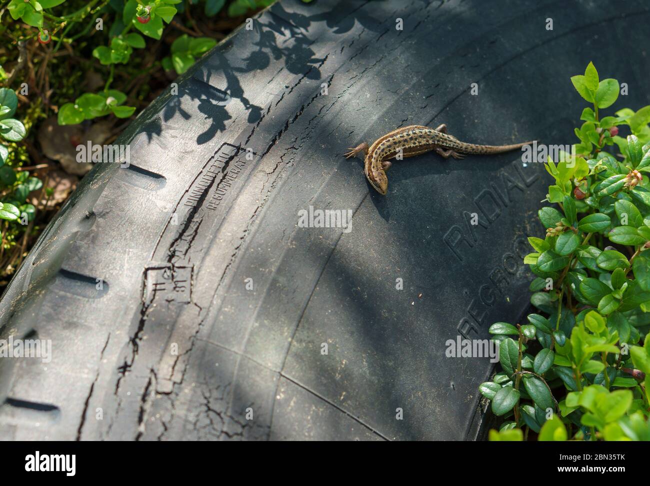 Viviparous Eidechse , Zootoca vivipara Sonnenbaden und Aufwärmen auf einem alten Autoreifenbelag , Finnland Stockfoto