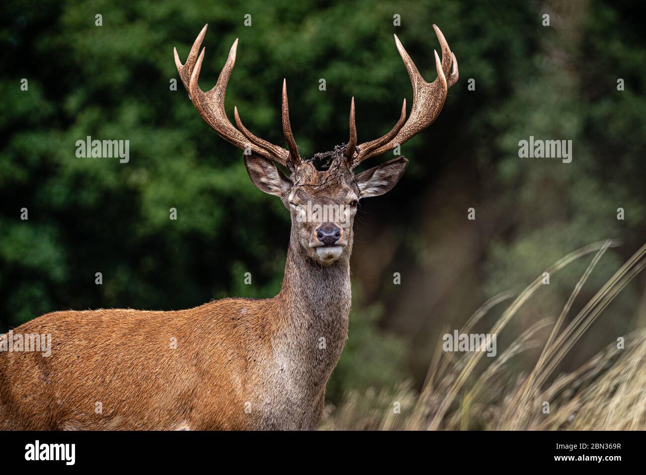 Ein Blinzeln von einem Rothirsch Stockfoto