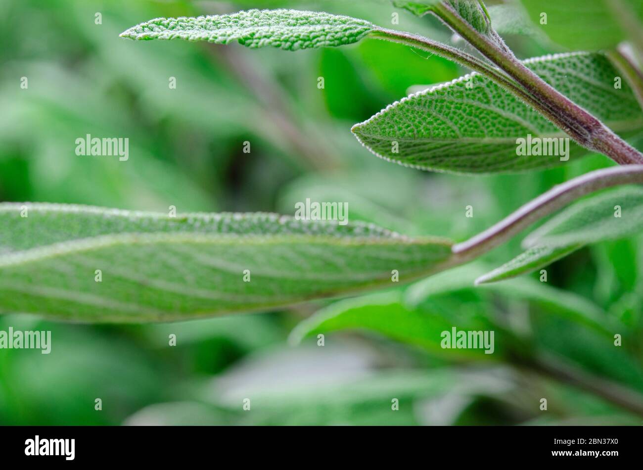 Heilpflanzen im Garten: Ein junger Salbeistrauch Stockfoto