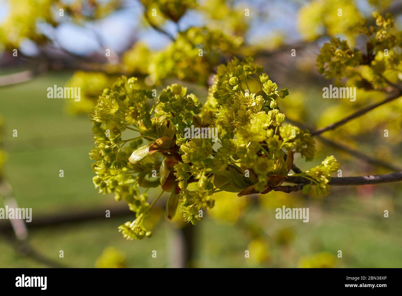 Ein blühender Ahornbaum im Frühjahr Stockfoto