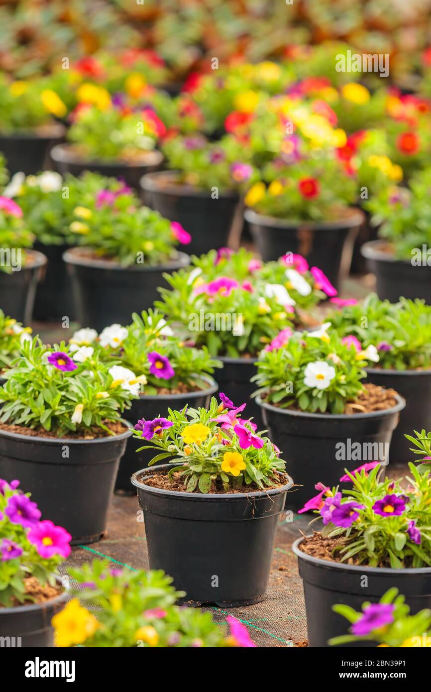 Blühende Bratschen in verschiedenen Farben in einem holländischen Gewächshaus Stockfoto