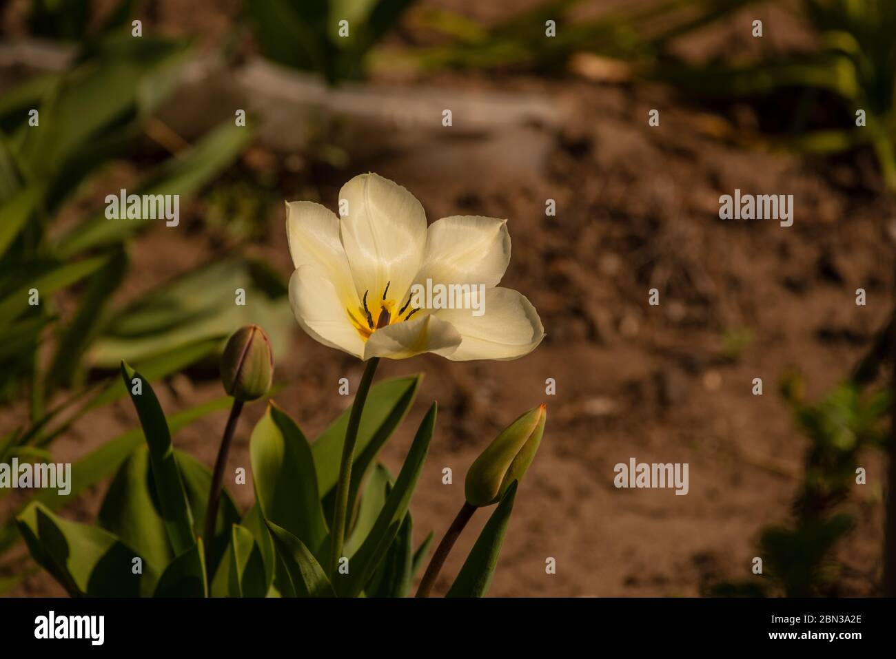Narzisse blüht auf dem Feld. Narzissenblüte. Stockfoto