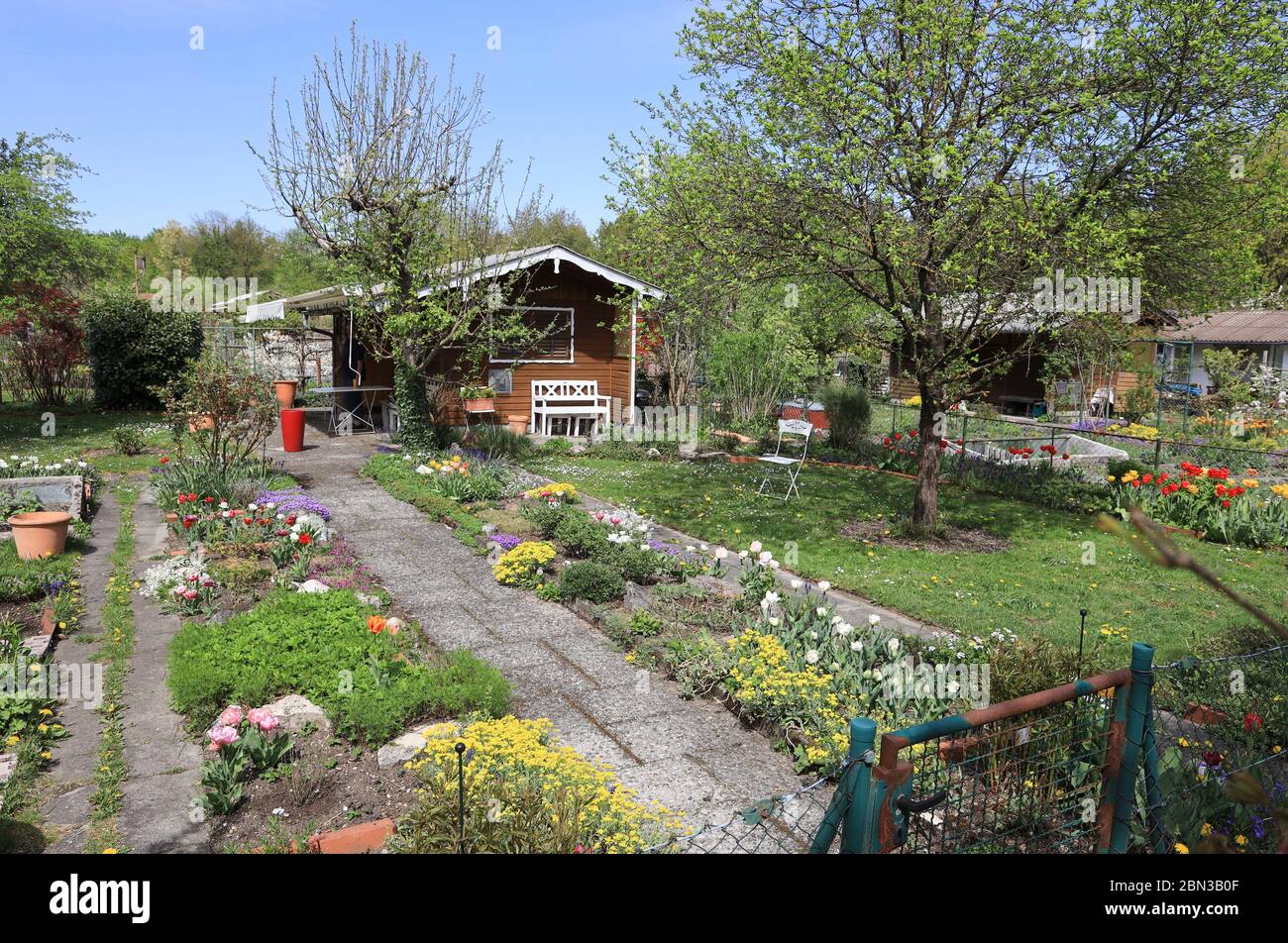 Blumen in Kleingarten in München, Bayern, Deutschland Stockfoto