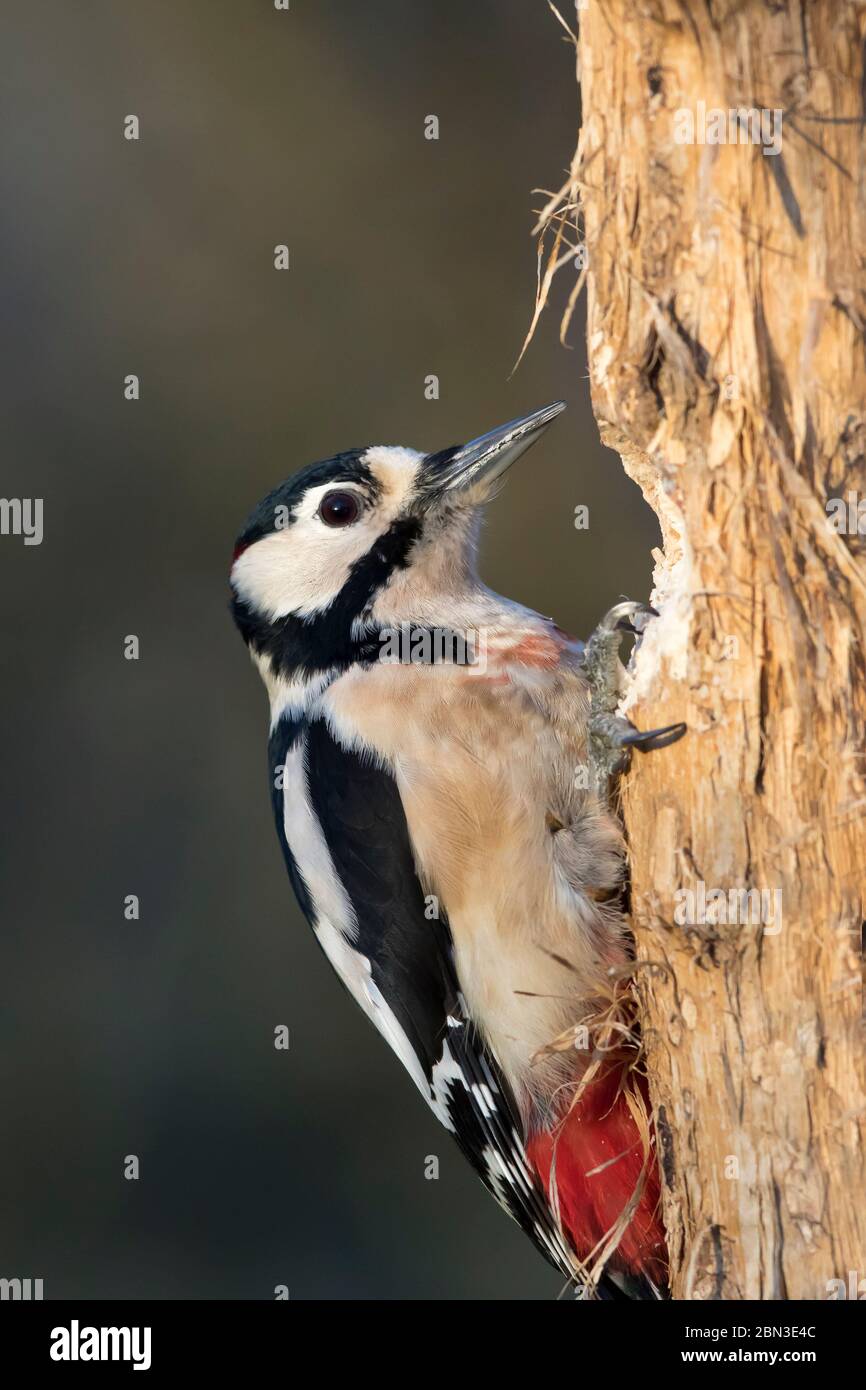Seitenansicht Nahaufnahme des wilden UK Buntspecht Vogel (Dendrocopos Major) isoliert in Waldtrommeln, hämmernde Seite des vertikalen Baumstammes. Stockfoto