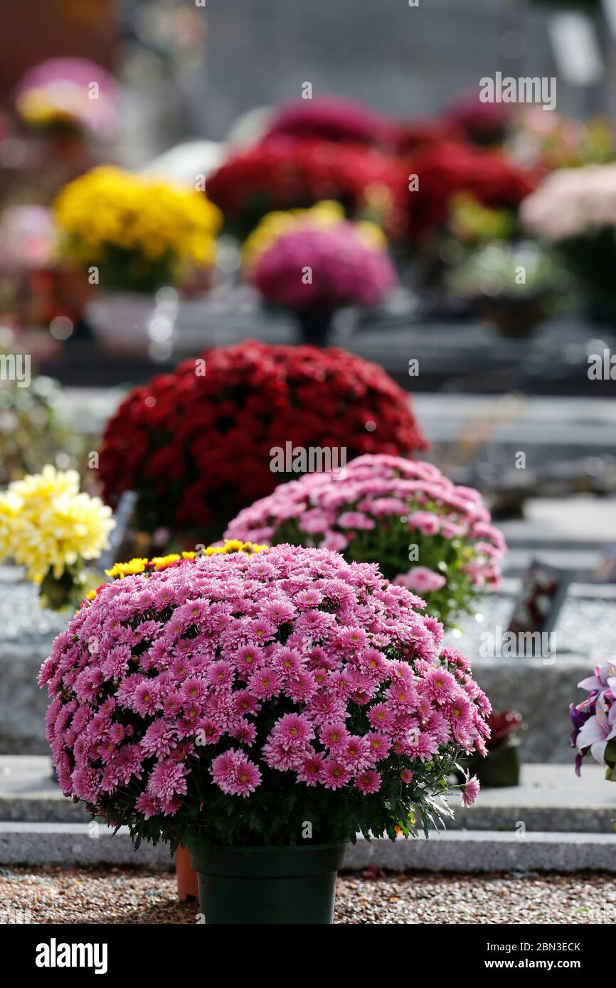 Allerheiligen auf einem Friedhof. Blumen, die zu Ehren verstorbener Verwandte platziert wurden. Frankreich. Stockfoto