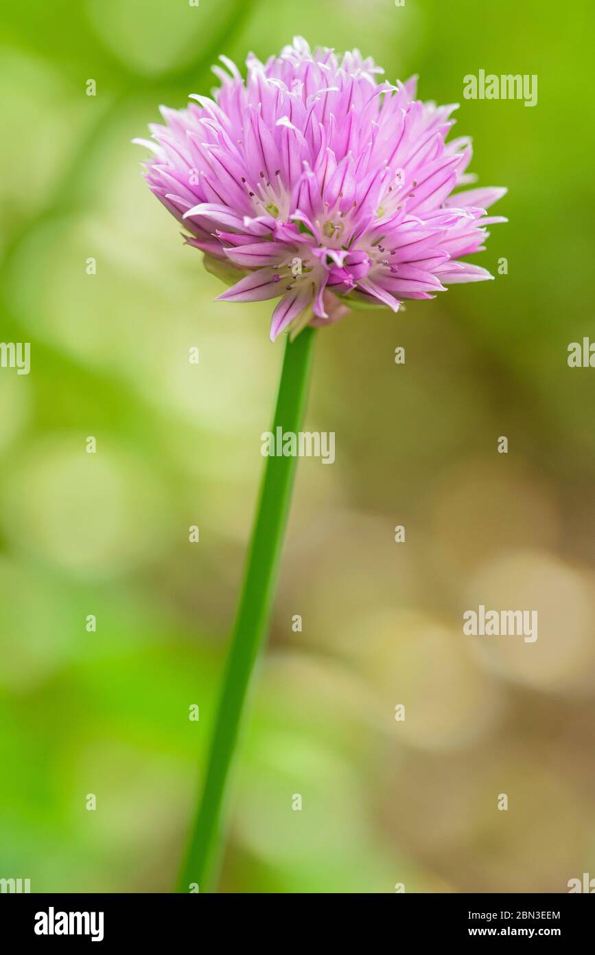 Schnittlauch Blume auf einem grünen Hintergrund verschwommen Stockfoto