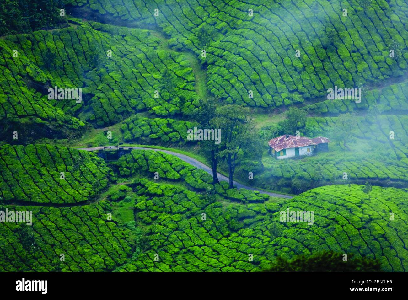 Teeplantagen in Munnar, Kerala aus der Vogelperspektive Stockfoto