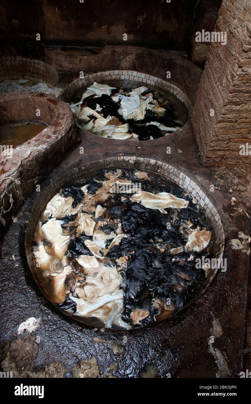 Versteckt sich in einer Gerberei in Fes Medina (Altstadt), Marokko. Stockfoto