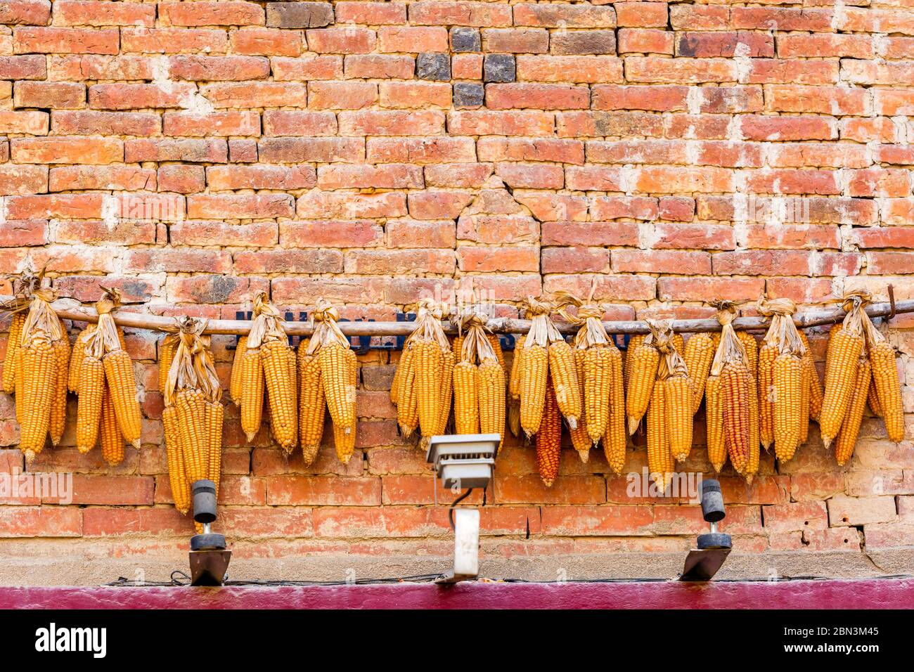 Geerntete Maiskolben hängen vor dem Haus in Kathmandu Nepal.Maiskolben Hintergrund Stockfoto