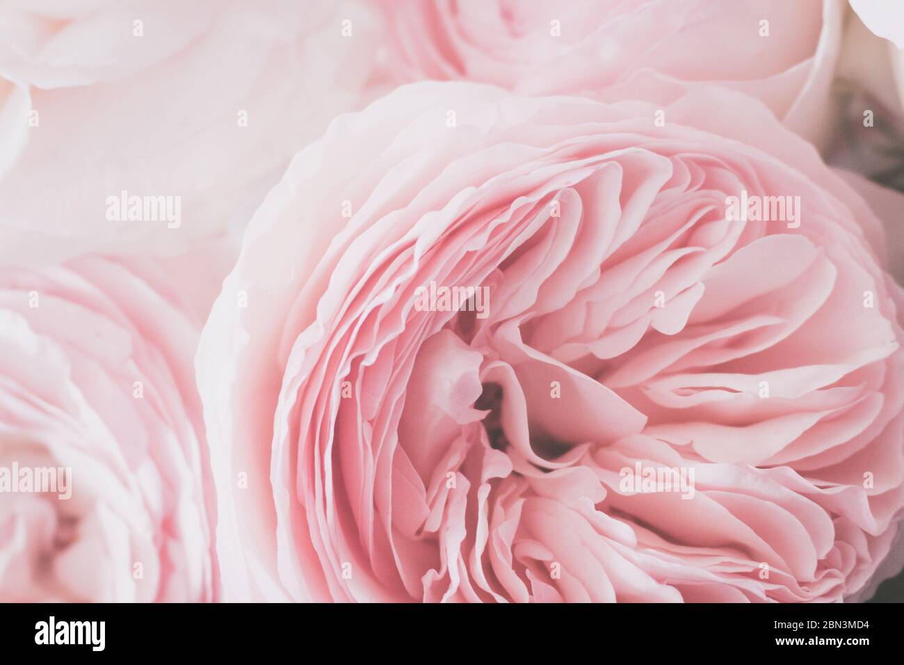 Rosa romantische Rosen mit engen Blütenblättern Stockfoto