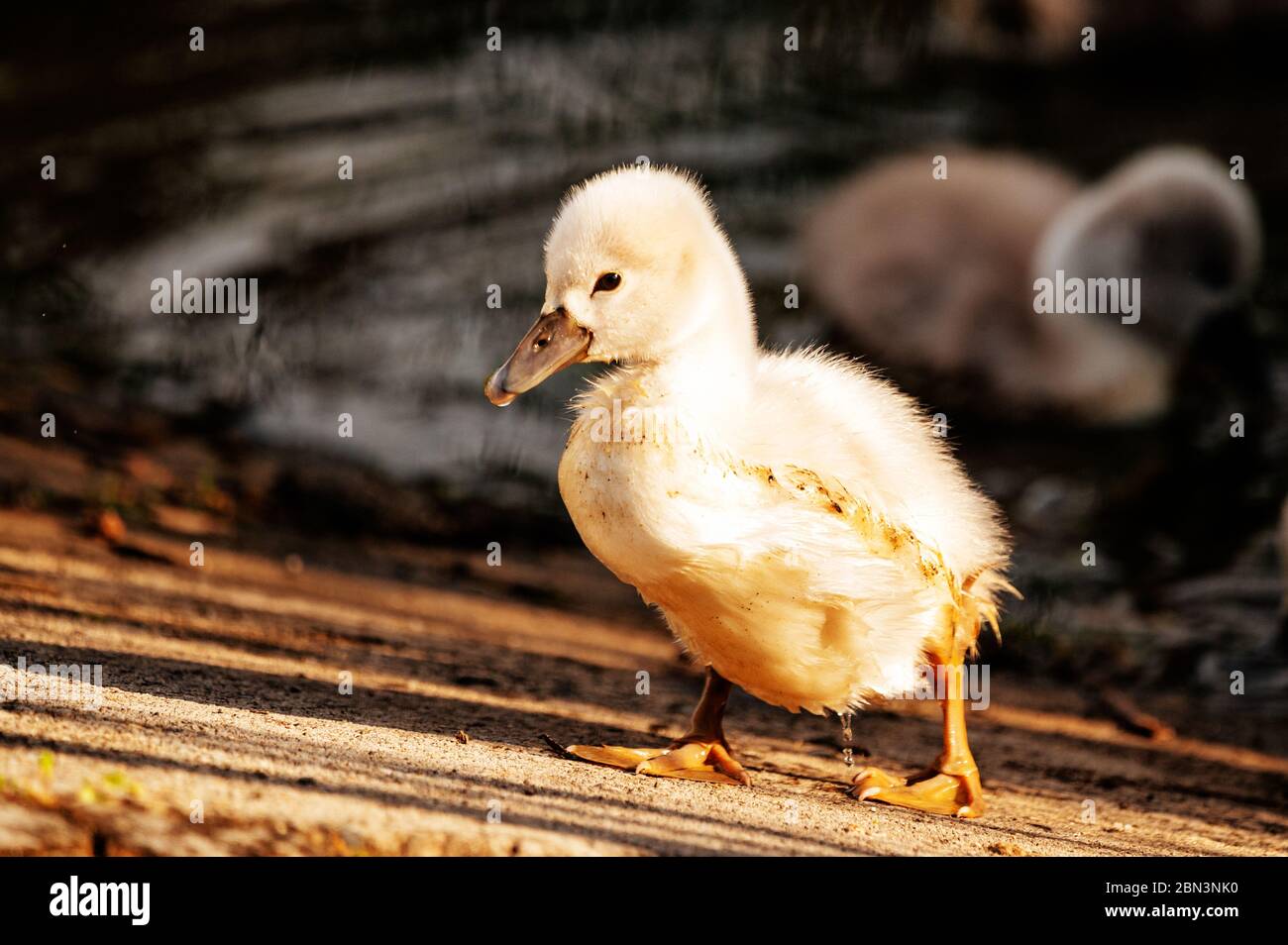 Schwan. Weiße Schwäne. Gans. Schwanenfamilie zu Fuß auf dem Wasser. Schwanenvogel mit kleinen Schwanen. Schwäne mit Nestlingen. Stockfoto