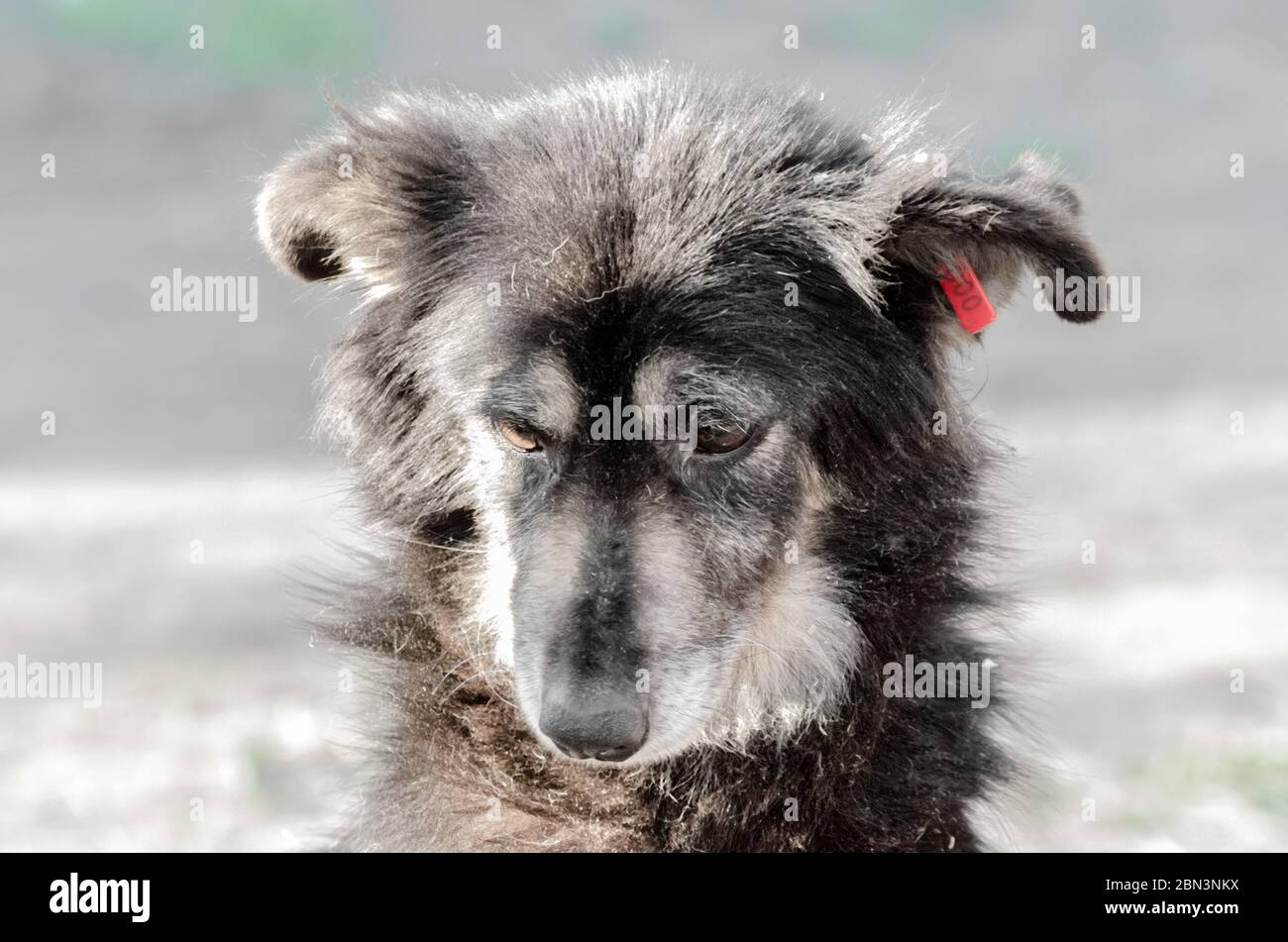 Porträt eines sehr traurigen Hund Stockfoto