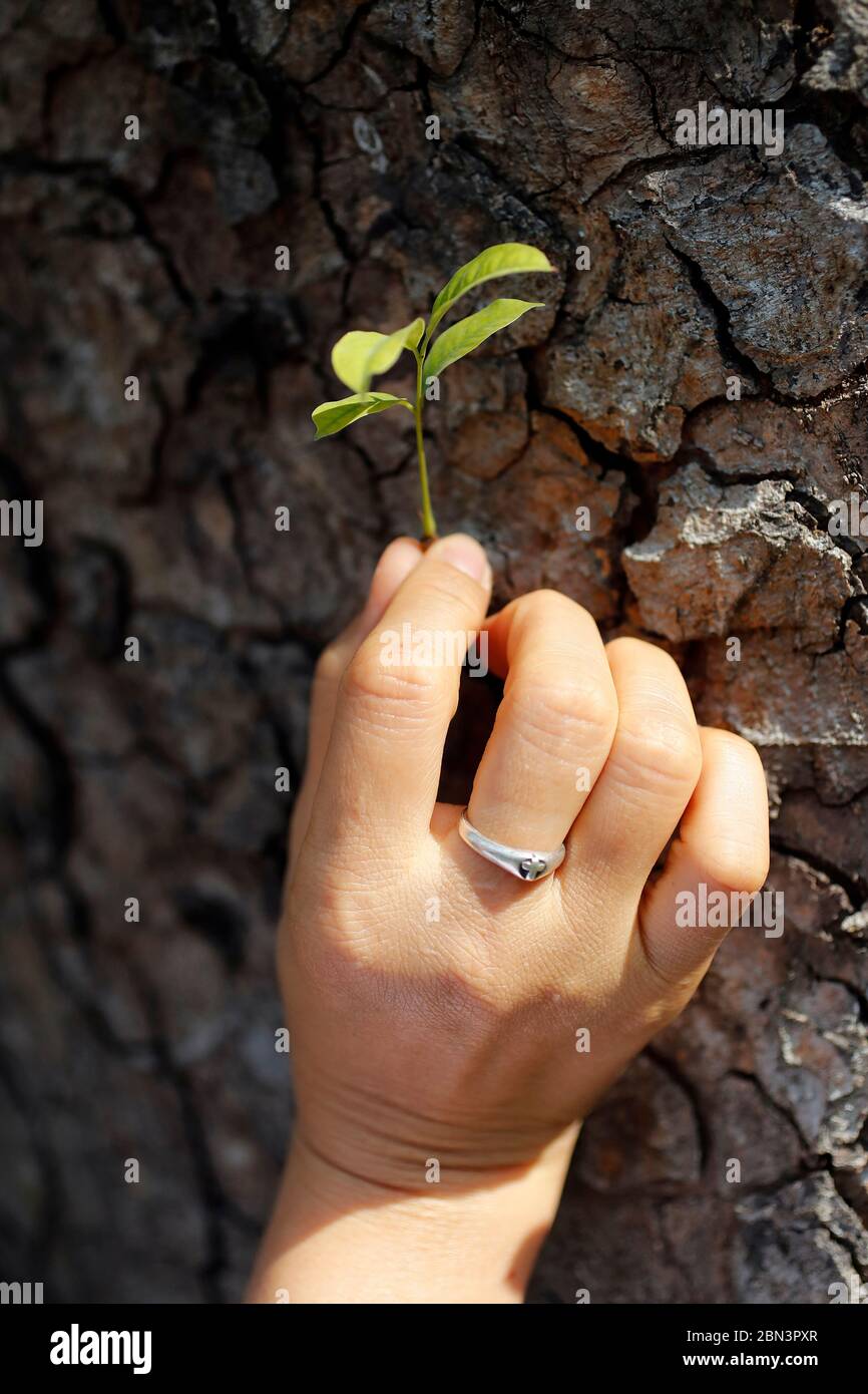 Katholische Nonne mit einem grünen jungen Spross auf Baum. Nahaufnahme zur Hand. Vietnam. Stockfoto