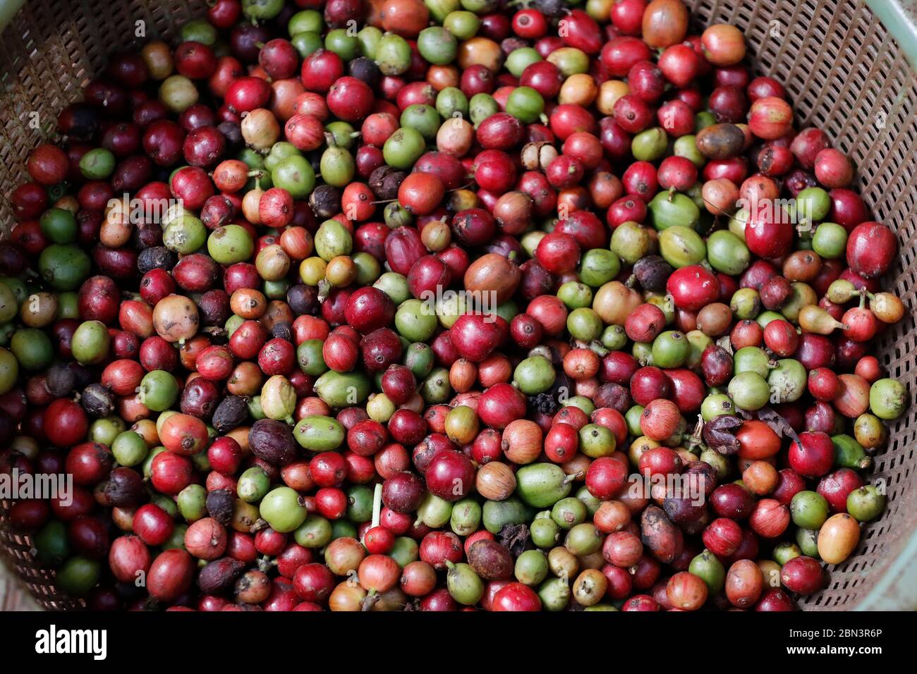 Kaffeeplantage. Bauer zeigt rot und grün und gepflückte Kaffeebohnen. Stockfoto