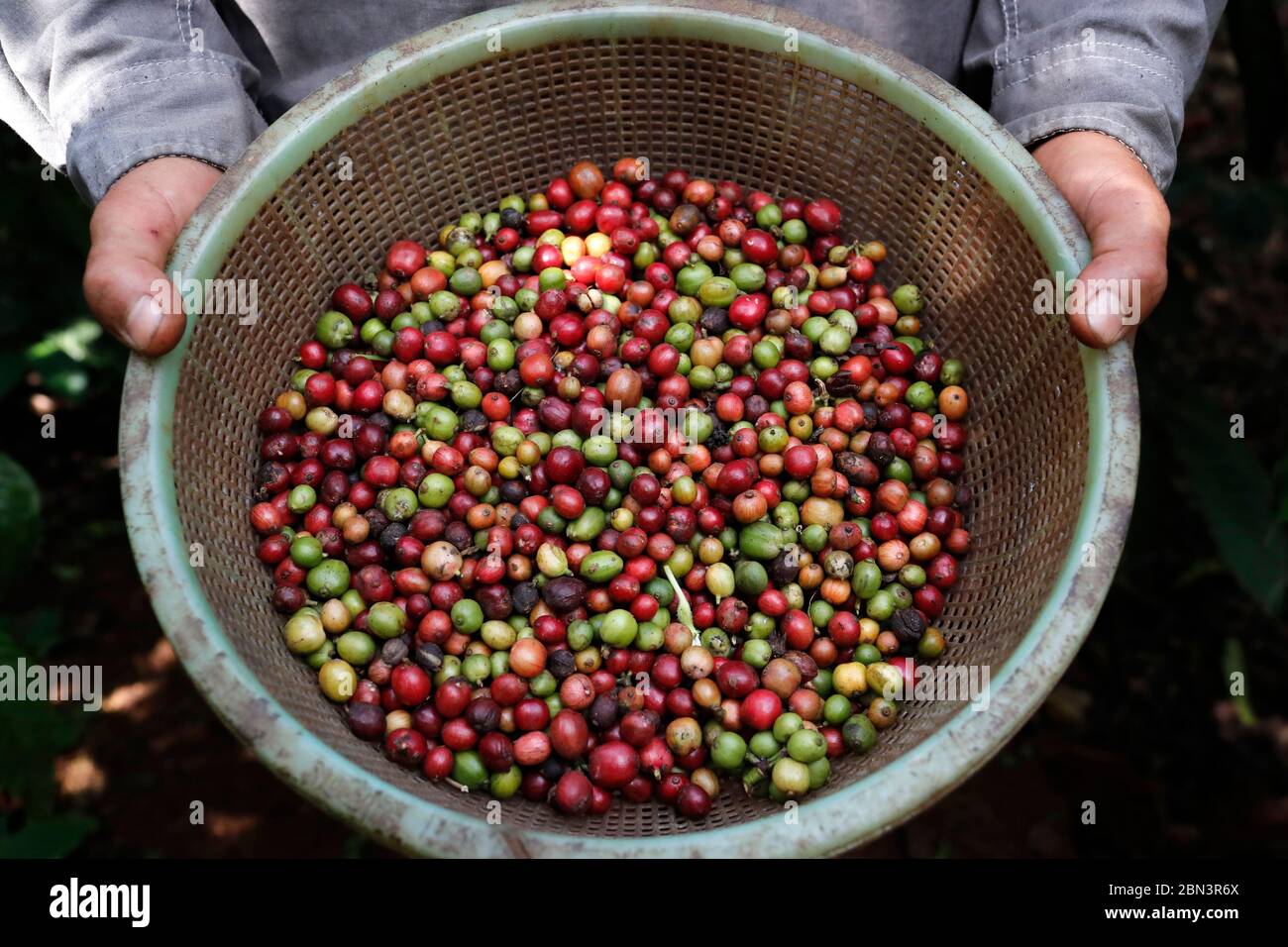 Kaffeeplantage. Bauer zeigt rot und grün und gepflückte Kaffeebohnen. Stockfoto