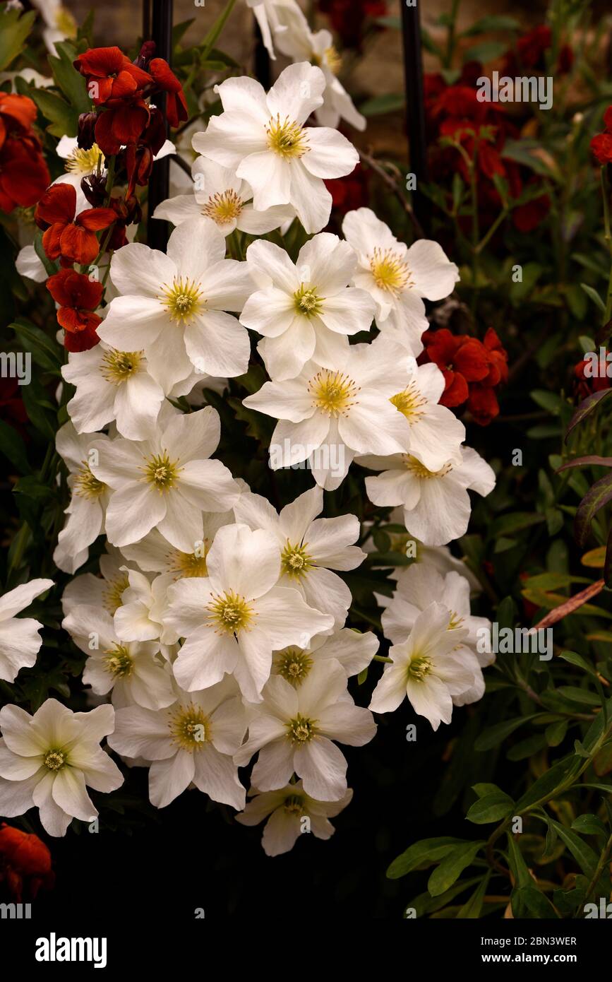 Eine Gruppe von weißen Blüten der immergrünen Clematis Avalanche. Stockfoto