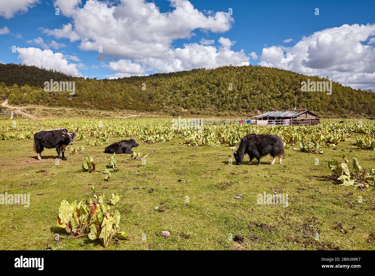 Ländliche Landschaft im Yunnan Hochland, China. Stockfoto