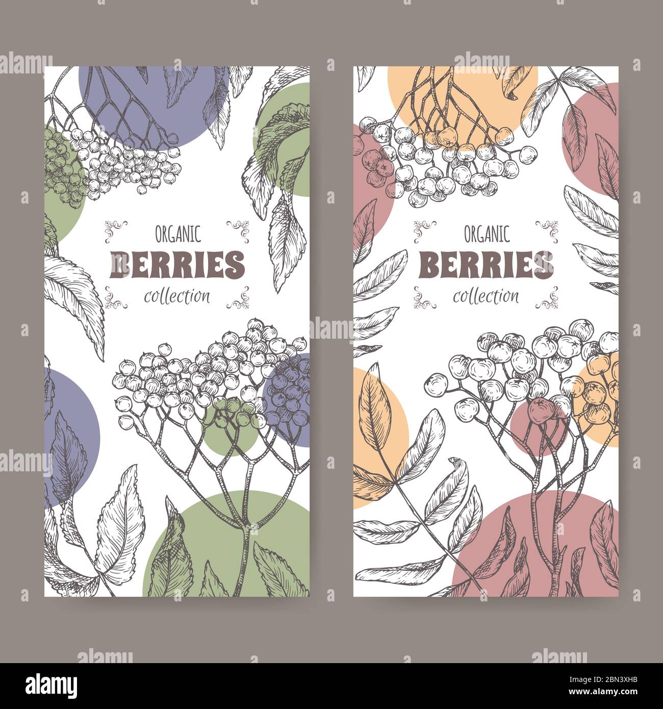Set mit zwei Etiketten mit Sambucus aka Holunder und Rowan aka Sorbus aucuparia Zweig Skizze. Berry Fruits Serie. Stock Vektor