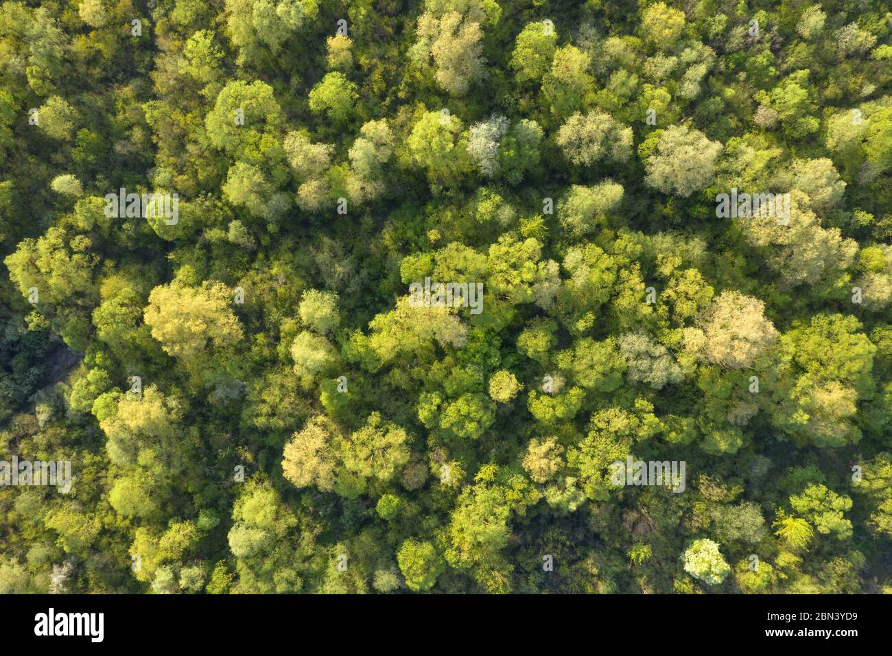 Antenne drone Foto auf magische Sommer Wald. Natur Hintergrund. Landschaftsfotografie Stockfoto