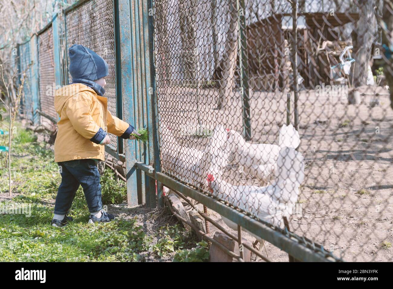 Der kleine Junge füttert die Hühner durch das Gitter im Frühlingsgarten Stockfoto