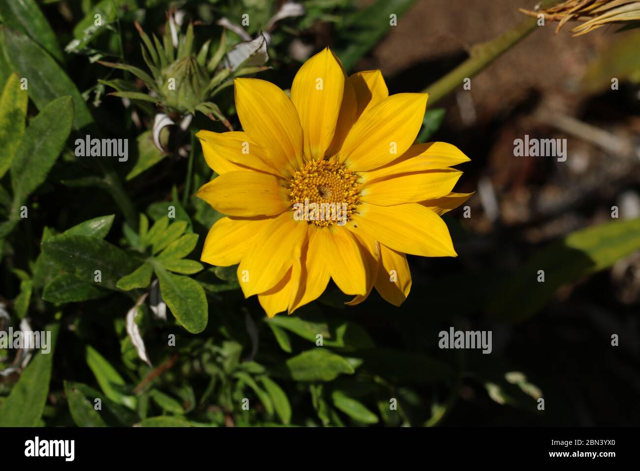 Gelbe Blume in Paphos, Zypern Stockfoto