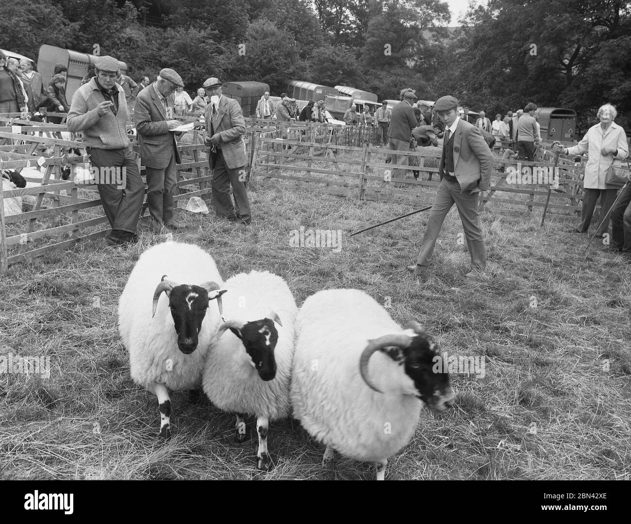 1980er Jahre, ein junger Mann, der auf einer landwirtschaftlichen Ausstellung in Farndale, North Yorkshire, über Viehzucht urteilte. Im Landhauslook mit Jacke und Krawatte und Stoffmütze mit Stock inspiziert er drei schwarzköpfige Schafe in einem Stift oder Gehege. Die Farndale Agricultural Show, die landwirtschaftliche Fähigkeiten, Ausrüstung und spezielle Tierrassen präsentiert, ist ein beliebtes örtliches Ereignis, das 2006 seine 100. Ausgabe feierte. Stockfoto