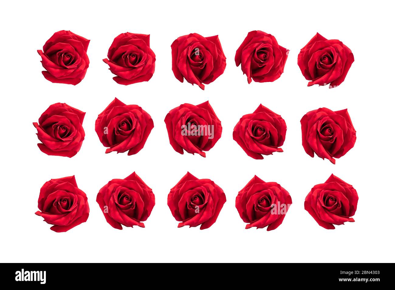 Set von roten Rosen auf weißem Hintergrund isoliert. Fünfzehn Rosen voller Leidenschaft und Liebe. Stockfoto
