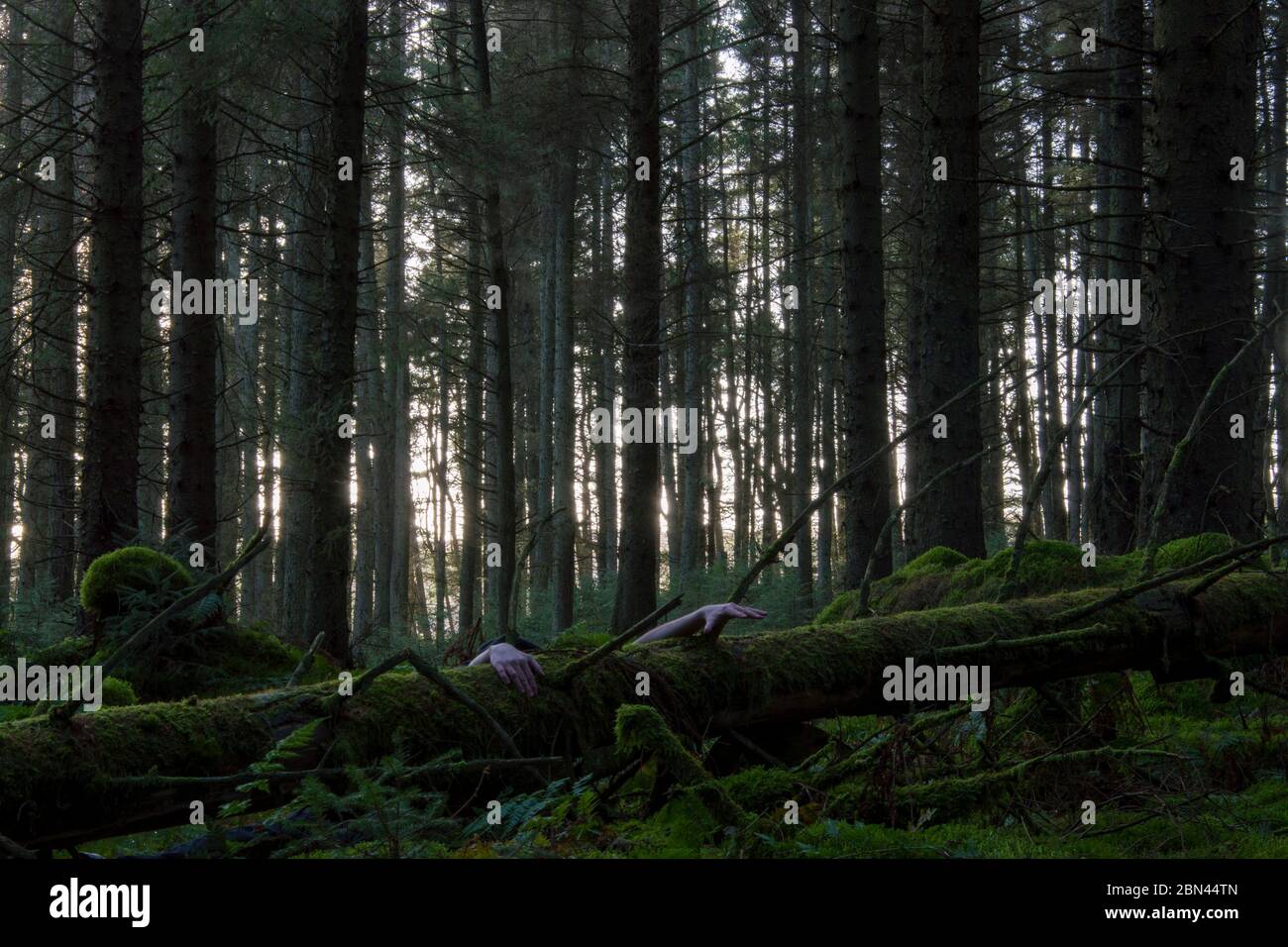 Ein Horrorkonzept eines gruseligen Winterwaldes mit Zombie-Händen, die hinter einem gefallenen Baum herauskommen Stockfoto