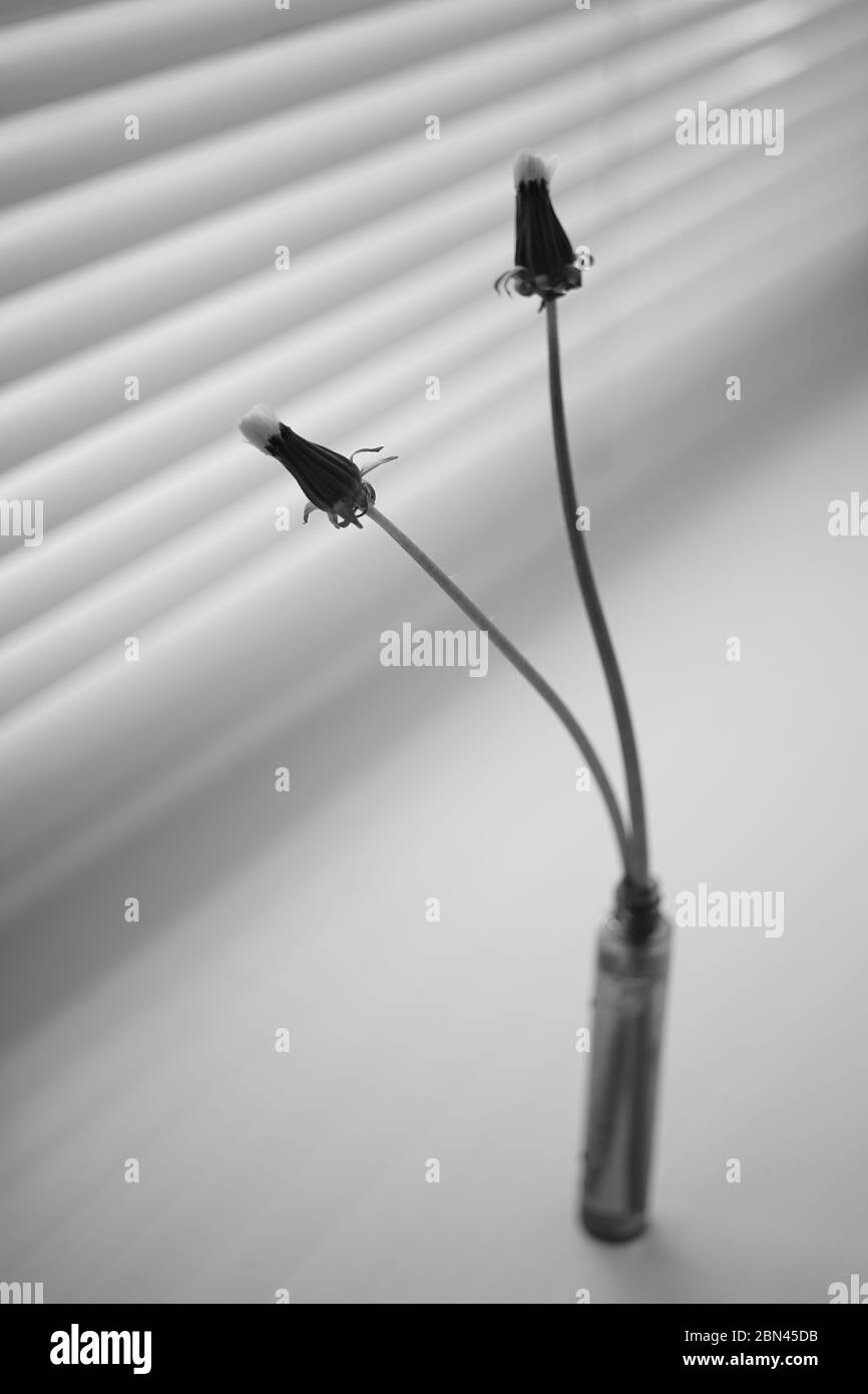 Zwei geschlossene Löwenzahn-Blüten in einer dünnen Vase auf der Fensterbank. SW-Foto. Stockfoto