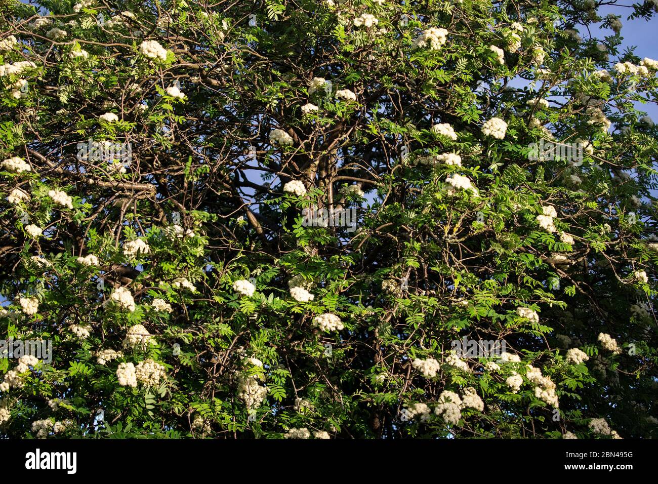 Ein Rowan oder Bergeasche Baum (Sorbus) mit Clustern von weißen Blüten