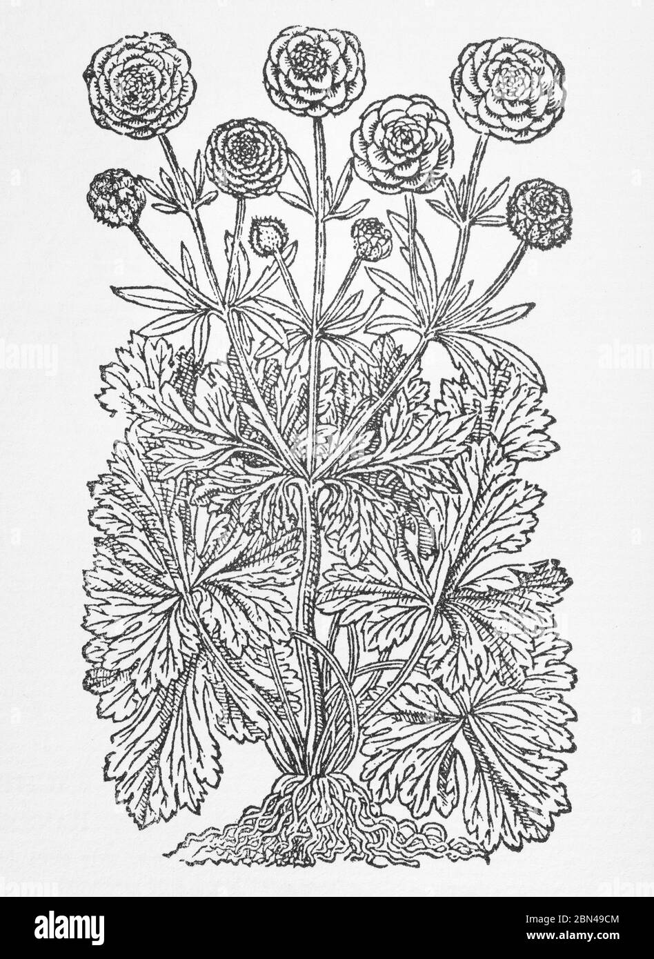 Holzschnitt der Bachelor's Buttons Doppelter Crowfoot (Form der Buttercup) identifiziert als Ranunculus maximus Anglicus in Gerardes Herball. P804 Stockfoto