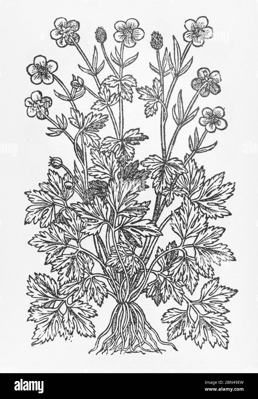 Holzschnitt eines Crowfoot (Buttercup Familie) identifiziert als Ranunculus surrectis cauliculis in Gerarde Herball, Geschichte der Pflanzen. P804. Stockfoto