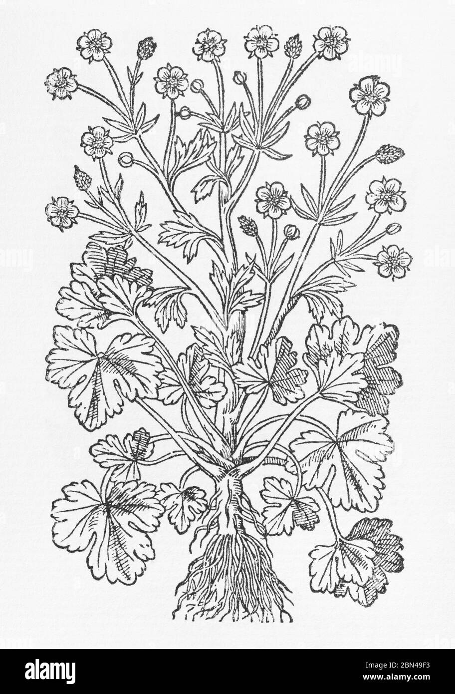 Holzschnitt von Marsh Crowfoot / Ranunculus palustris in Gerarde Herball, Geschichte der Pflanzen. P814. Könnte modern Ranunculus sceleratus sein. Stockfoto