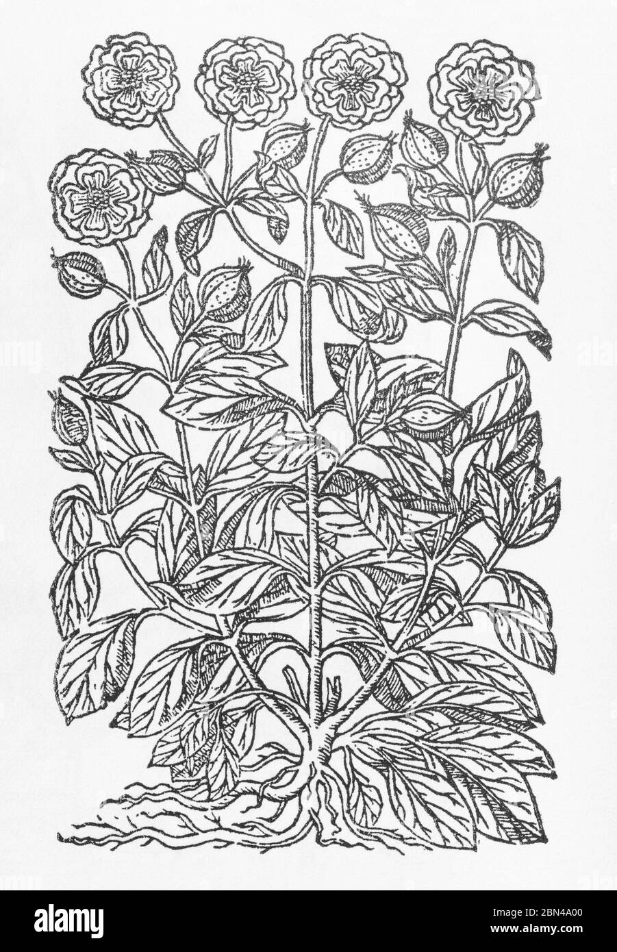 Holzschnitt einer Pflanze, die als Ocymastrum multiflorum in Gerarde Herball, Geschichte der Pflanzen identifiziert wurde. P551 Stockfoto
