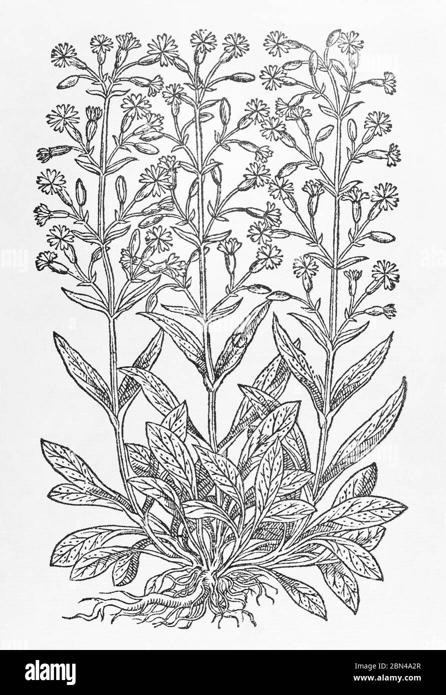 Red Campion / Silene dioica Pflanze Holzschnitt aus Gerarde Herball, Geschichte der Pflanzen. Er bezeichnet es als Lychnis sylvestris rubello flore. P382 Stockfoto