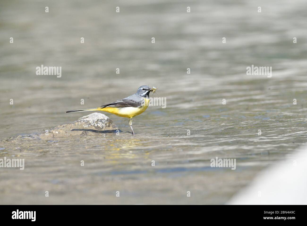 Porträt der grauen Bachstelze auf dem Flussstein Stockfoto