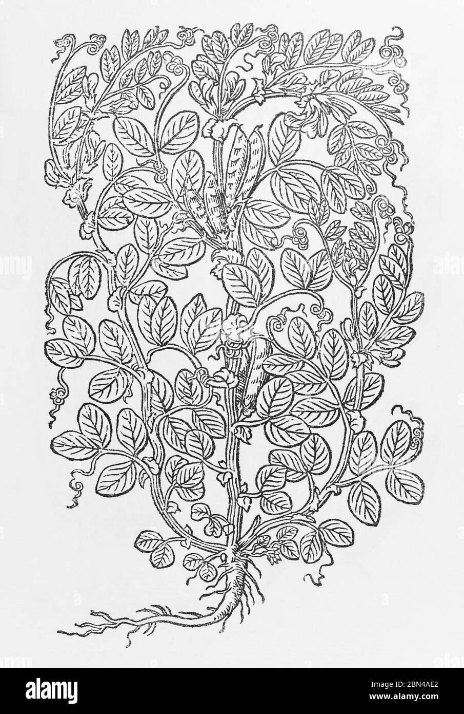 Bohne / Vicia faba Pflanze Holzschnitt aus Gerarde Herball, Geschichte der Pflanzen. Er bezeichnet sie als Wildbohne / Faba sylvestris. P1036 Stockfoto