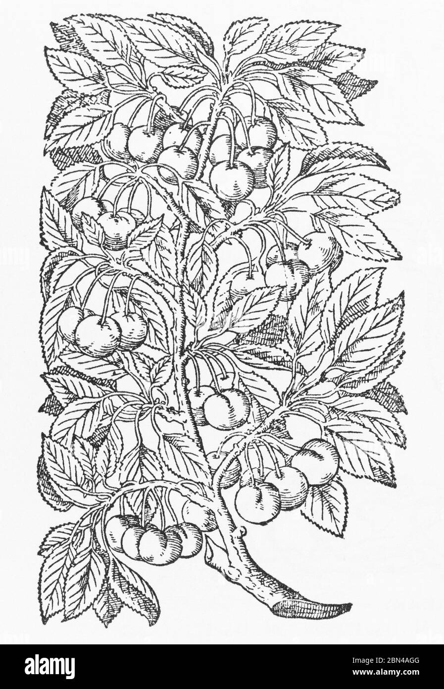 Gascogne Kirschpflanze Holzschnitt aus Gerarde's Herball, Pflanzengeschichte. Er bezeichnet es als Cerasus Gasconica. P1320 Stockfoto