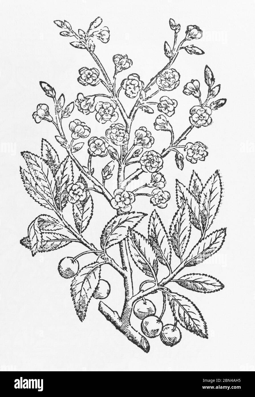 Schwarze Kirsche / Prunus serotina Pflanzenholzschnitt aus Gerardes Herball, Pflanzengeschichte. Er nennt es Cerasus Serotina. P1320 Stockfoto