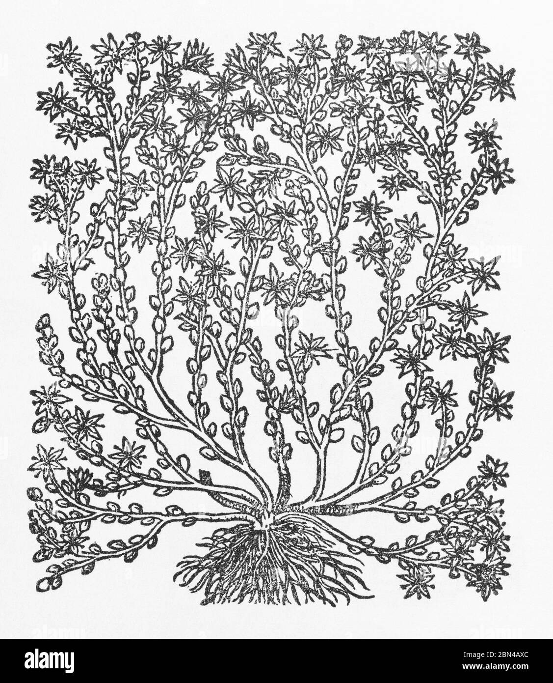 Stein-Ernte / Sedum Acre Pflanze Holzschnitt aus Gerarde Herball, Geschichte der Pflanzen. Er bezeichnet es als Wall Pepper. P415 Stockfoto