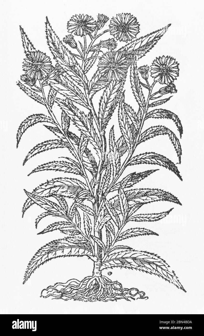 Breitblättriger Ragwort / Senecio sarracenicus Holzschnitt aus Gerardes Herball, Pflanzengeschichte. Er nennt es Doreas Woundwort / Herba Doria. P350 Stockfoto