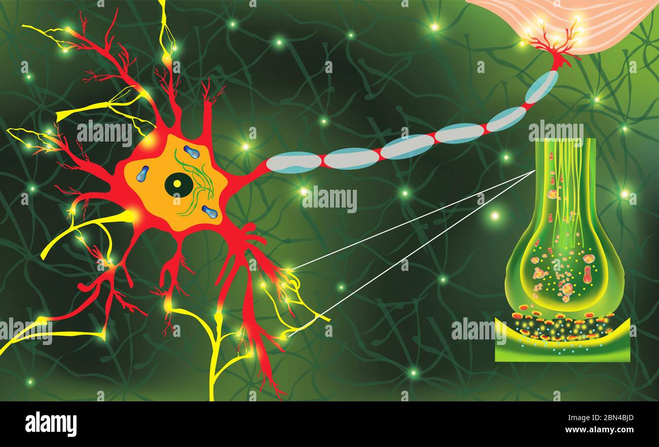 Anatomie Neyronzellen. Übertragungssignal des Impulses in einem lebenden Organismus. Signalgebung im Gehirn. Neuronale Verbindungen im Gehirn bilden Gedanken, Konzept-Lernen. Struktur Neyron für Bildung. Stockfoto