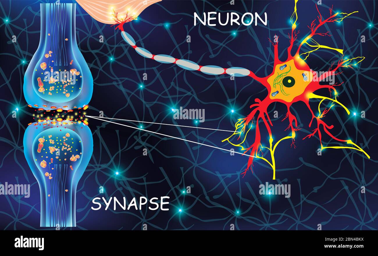 Anatomie Neyronzellen. Übertragungssignal des Impulses in einem lebenden Organismus. Signalgebung im Gehirn. Neuronale Verbindungen im Gehirn bilden Gedanken, Konzept-Lernen. Struktur Neyron für Bildung. Stockfoto