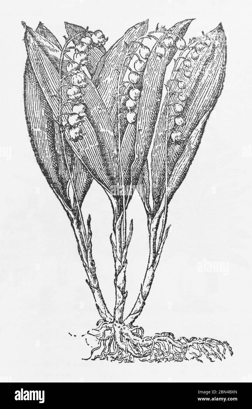 Maiglöckchen / Convallaria majalis Holzschnitt aus Gerardes Herball, Pflanzengeschichte. Er bezeichnet es als Rote Convall Lillies / Lilium convallium Stockfoto