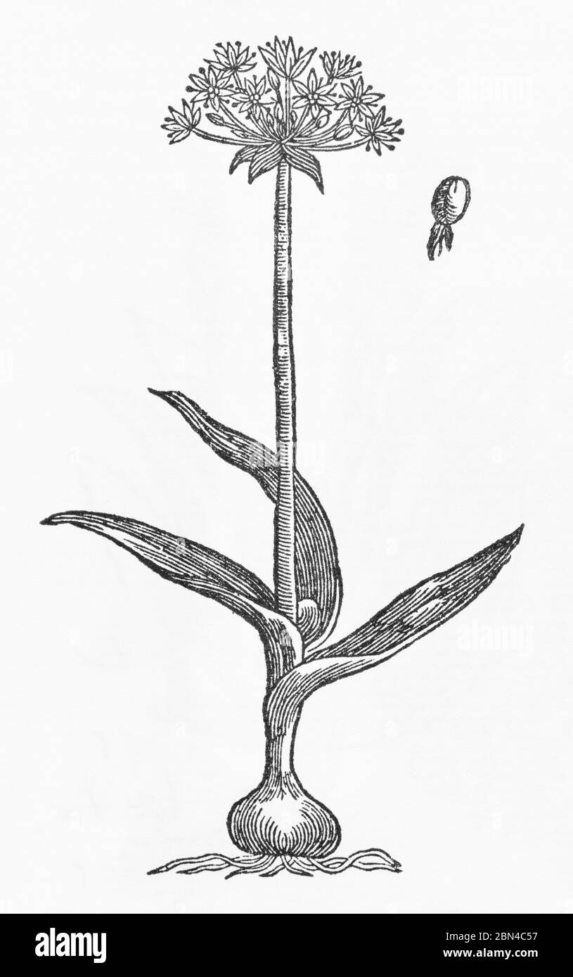 Homer's Moly / Allium magicum Holzschnitt aus Gerardes Herball, Pflanzengeschichte. Er bezeichnet es als Allium Homericum. P1442 Stockfoto