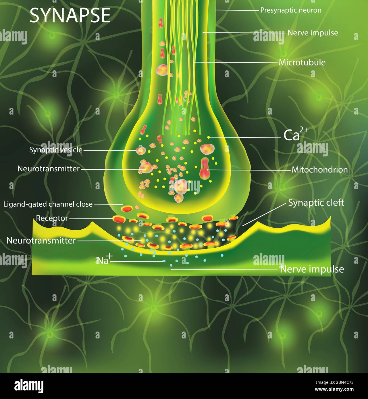 Neuronen, wissenschaftliche Bezeichnung. Struktursynapse. Neuronal mit einer Nervenzelle. Signalgebung im Gehirn. Übertragung von Impulsen in einem lebenden Organismus. Abbildung. Stockfoto