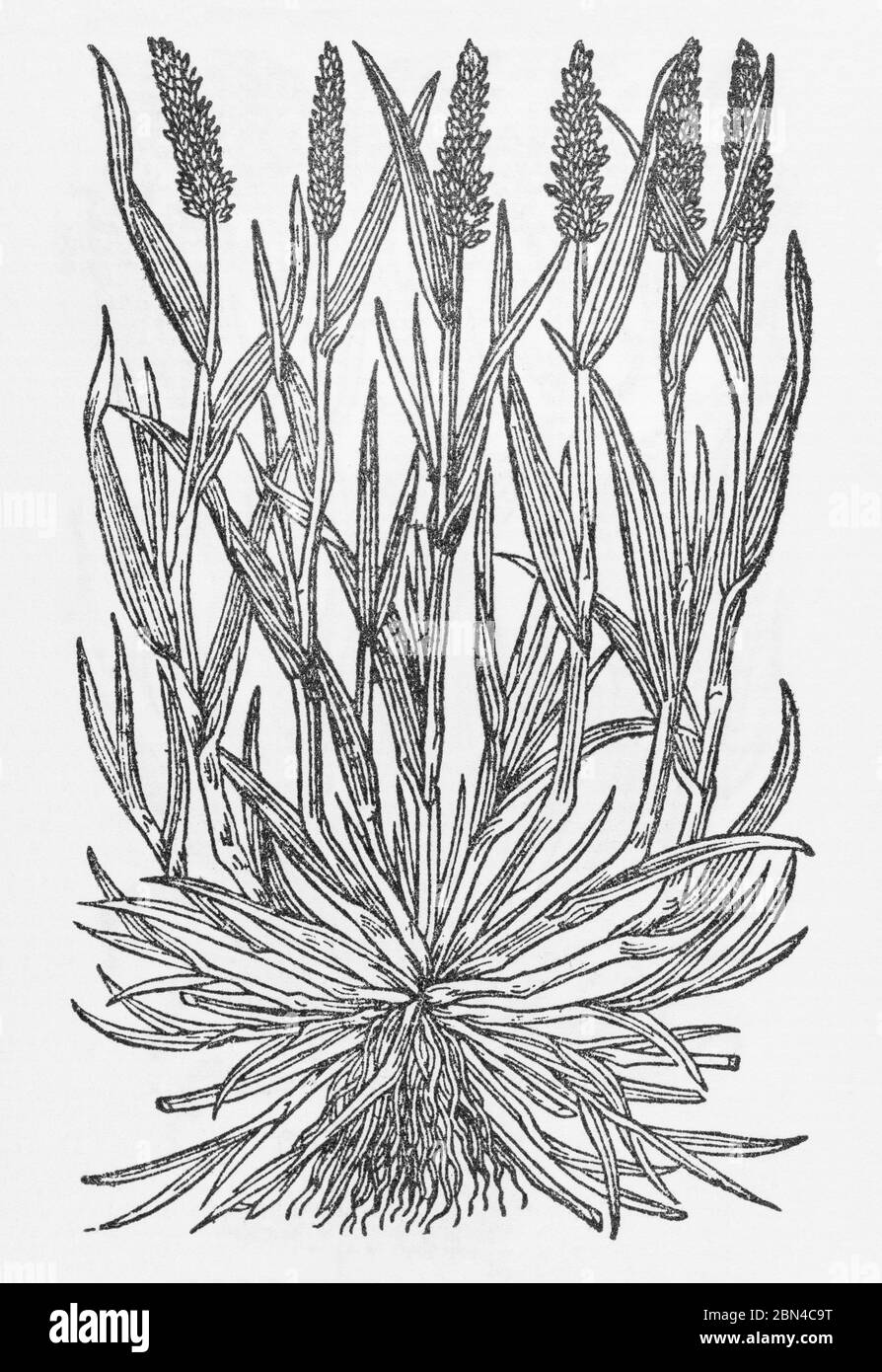 Borstengras / Setaria viridis Holzschnitt aus Gerardes Herball, Pflanzengeschichte. Er nennt es Spike Cypresse grasse / Gramen Cypaloides spicatum. P20 Stockfoto